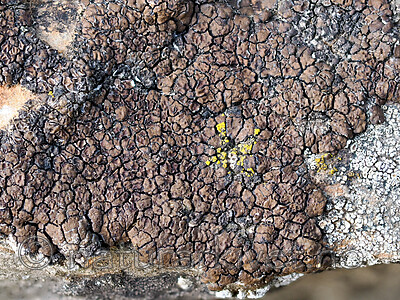 _5290644 / Acarospora impressula