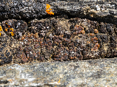 _6080243 / Toninia tristis