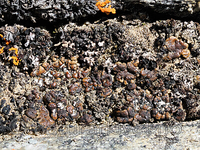 _6080261 / Toninia tristis