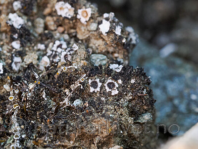 _6090742 / Gyalidea asteriscus