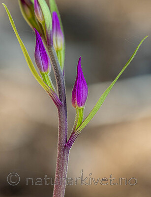 _6120283 / Cephalanthera rubra / Rød skogfrue