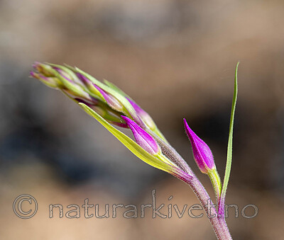 _6120308 / Cephalanthera rubra / Rød skogfrue