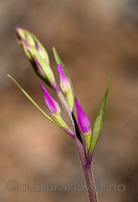 _6120342 / Cephalanthera rubra / Rød skogfrue