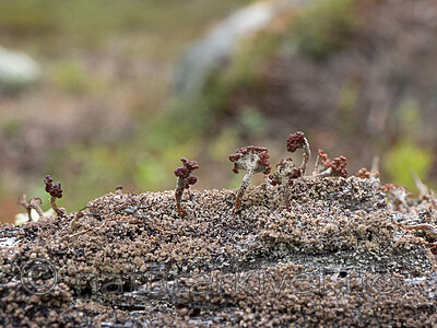 _6127385 / Cladonia parasitica / Furuskjell