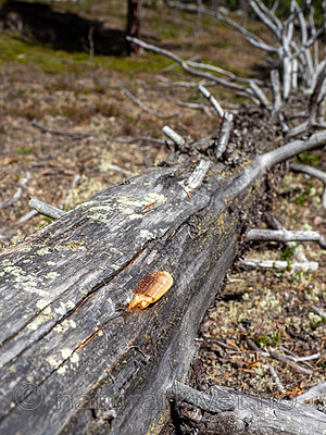 _6137530 / Gloeophyllum protractum / Langkjuke