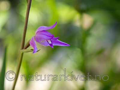 _6190247 / Cephalanthera rubra / Rød skogfrue