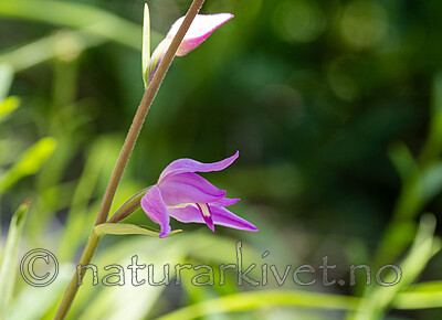 _6190268 / Cephalanthera rubra / Rød skogfrue