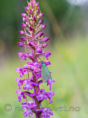 _6260042 / Adscita statices / Grønn metallsvermer <br /> Gymnadenia conopsea / Brudespore