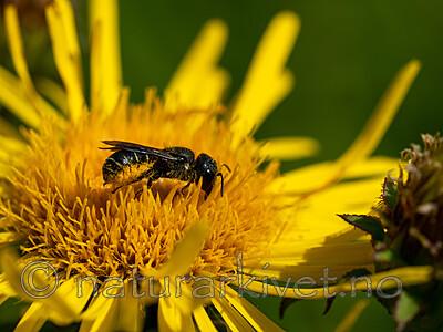_7060140 / Inula salicina / Krattalant
