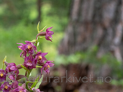_7060172 / Epipactis atrorubens / Rødflangre
