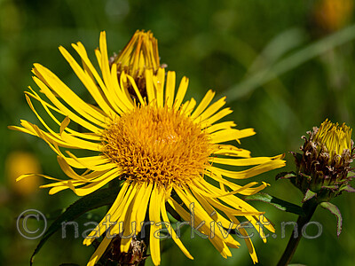 _7070204 / Inula salicina / Krattalant