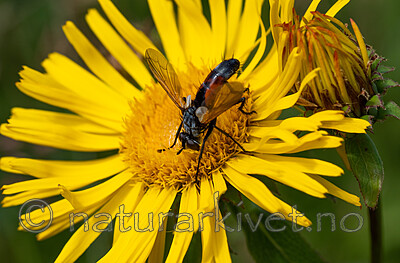 _7070320 / Inula salicina / Krattalant