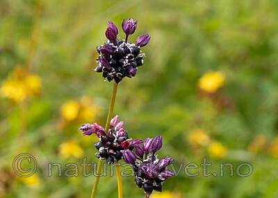_7080370 / Allium scorodoprasum / Bakkeløk