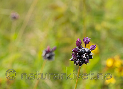 _7080393 / Allium scorodoprasum / Bakkeløk