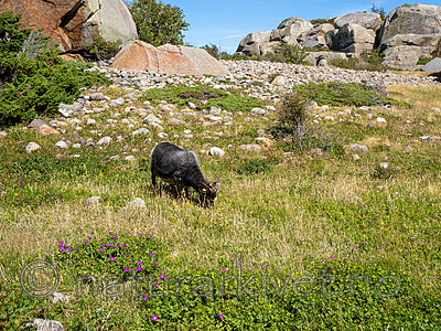 _7090426 / Ovis aries / Sau