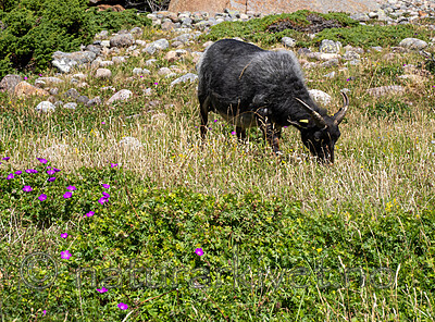 _7090436 / Geranium sanguineum / Blodstorkenebb <br /> Ovis aries / Sau