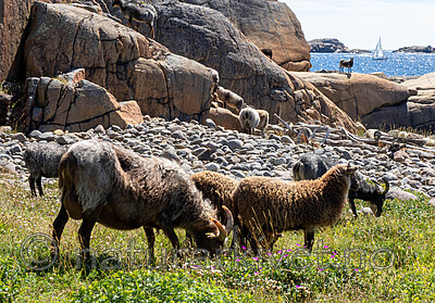 _7090459 / Ovis aries / Sau