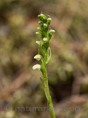 _7110437 / Goodyera repens / Knerot