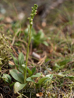 _7110439 / Goodyera repens / Knerot
