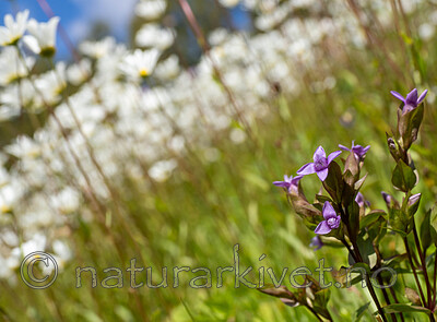_8020028 / Gentianella campestris / Bakkesøte <br /> Leucanthemum vulgare / Prestekrage