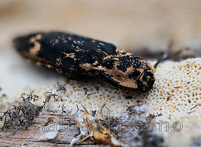 _8200192 / Danosoma fasciata / Trollsmeller