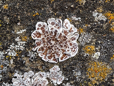 _8220184 / Glypholecia scabra / Kalkskjold