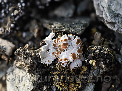 _8230574 / Squamarina lentigera