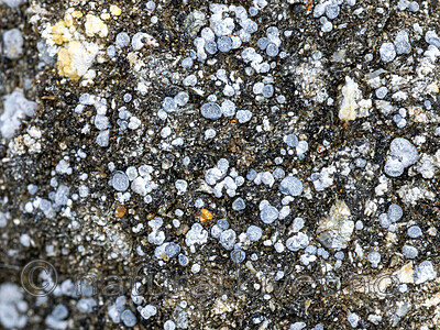 _8240598 / Toninia physaroides