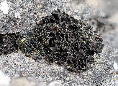 _8270287 / Thallinocarpon nigritellum