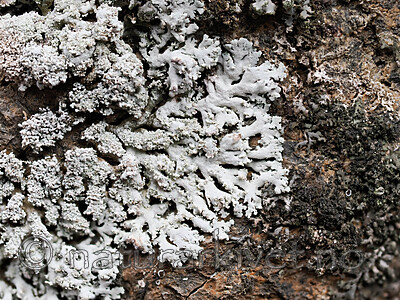 _8280703 / Physcia dimidiata / Grynrosettlav