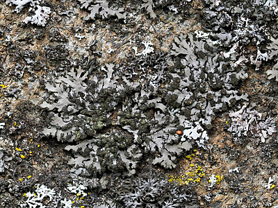 _8280735 / Phaeophyscia kairamoi / Skjellrosettlav