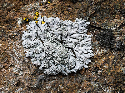 _8280767 / Physcia dimidiata / Grynrosettlav