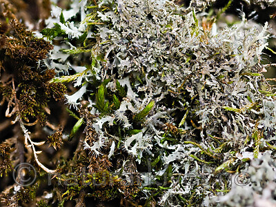 _8280943 / Phaeophyscia constipata / Kalkrosettlav