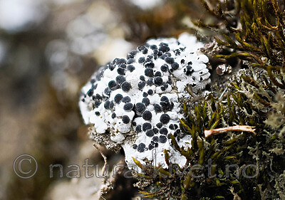 _8291008 / Buellia asterella