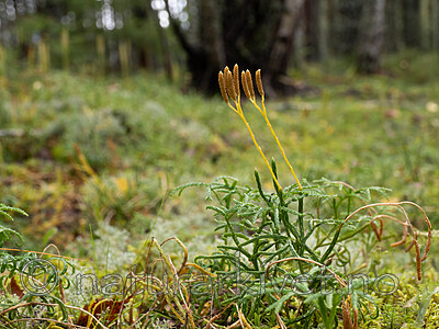 _9050021 / Diphasiastrum ×zeilleri / Hybridgrannjamne