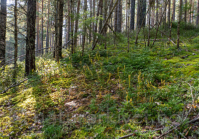 _9050094 / Diphasiastrum ×zeilleri / Hybridgrannjamne