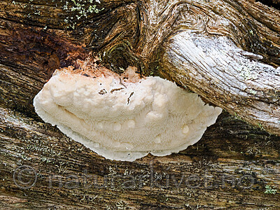 _9090087 / Antrodia primaeva / Urskogshvitkjuke