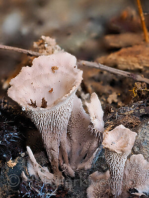 _9130115 / Hydnellum gracilipes / Skyggebrunpigg