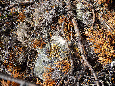 _9130162-2 / Diphasiastrum complanatum complanatum / Skogjamne