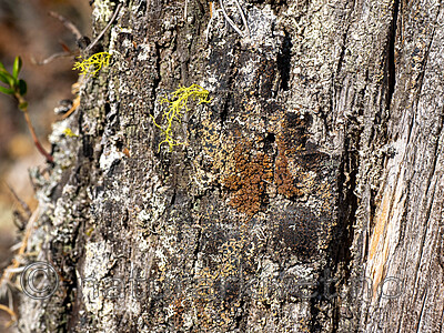 _9130171 / Letharia vulpina / Ulvelav