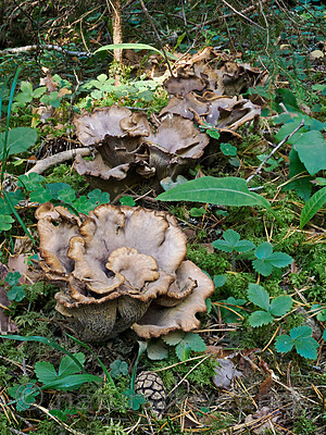 _9130320 / Gomphus clavatus / Fiolgubbe