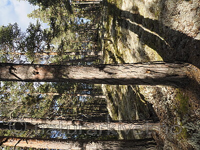 _9130385 / Phellinus pini / Furustokkjuke