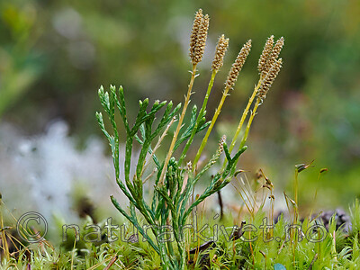 _9170288 / Diphasiastrum tristachyum / Grannjamne