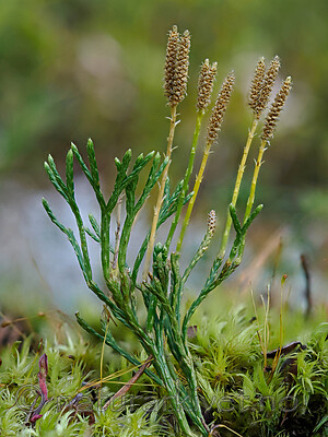 _9170320 / Diphasiastrum tristachyum / Grannjamne