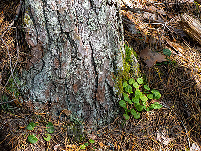 _9190326 / Pyrola chlorantha / Furuvintergrønn