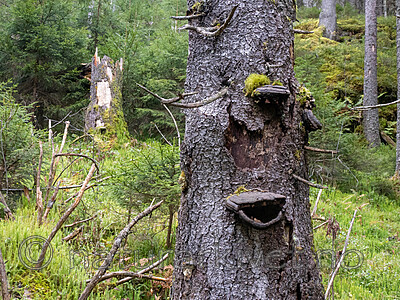 _9230011 / Fomitopsis pinicola / Rødrandkjuke