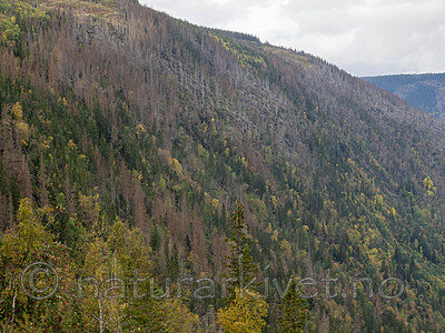 _A010243 / Ips typographus / Stor granbarkbille