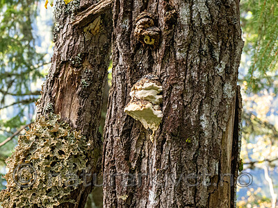 _A010247 / Haploporus odorus / Nordlig aniskjuke <br /> Salix caprea / Selje