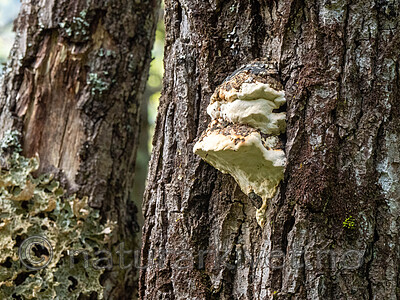 _A010249 / Haploporus odorus / Nordlig aniskjuke <br /> Salix caprea / Selje