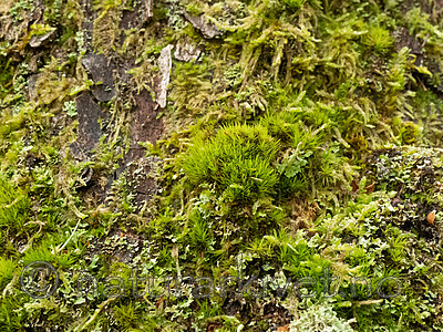 _A040083 / Dicranum viride / Stammesigd